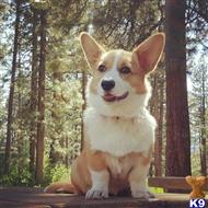 Bulbasaur available Pembroke Welsh Corgi puppy located in RANCHO CORDOVA