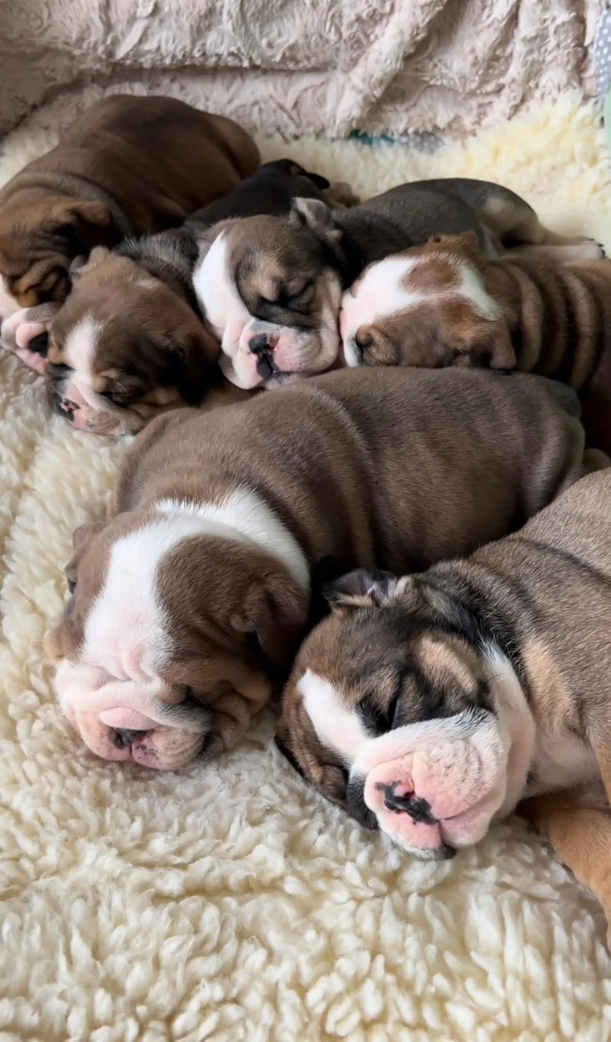 English Bulldog puppy for sale: Six sleeping Bulldog puppies with brindle and white coats