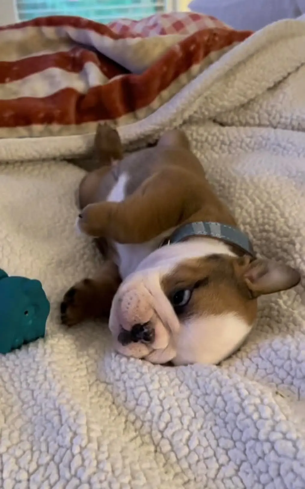 English Bulldog puppy for sale: Brown and white Bulldog puppy lying on a cozy blanket