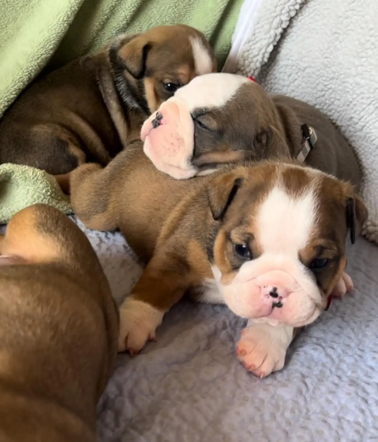English Bulldog puppy for sale: Three sleeping Bulldog puppies with brown and white coats