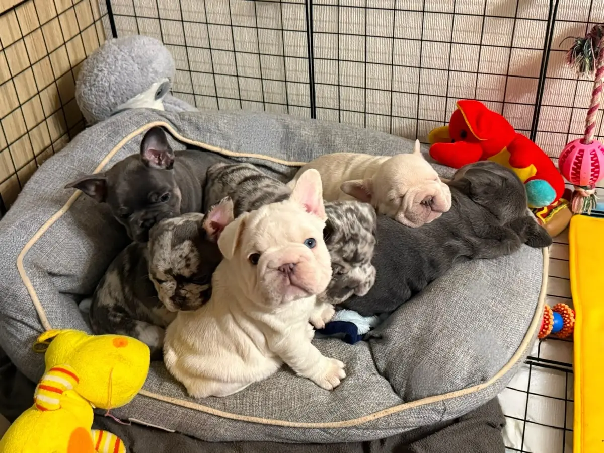 French Bulldog puppy for sale: Six French Bulldog puppies cuddling in a cozy bed