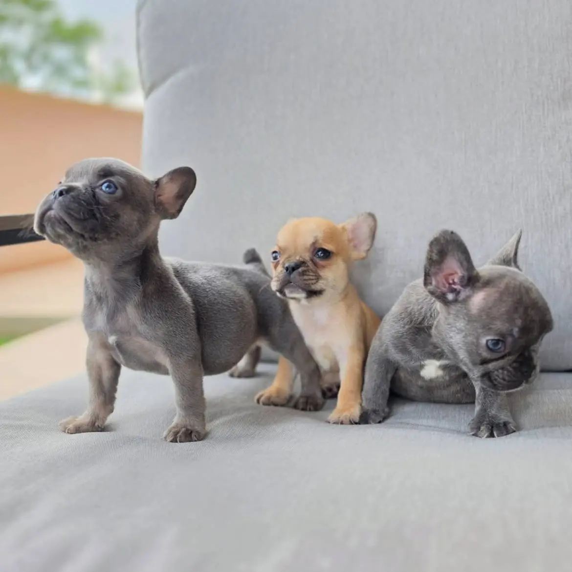 French Bulldog puppy for sale: Three French Bulldog puppies on a gray couch