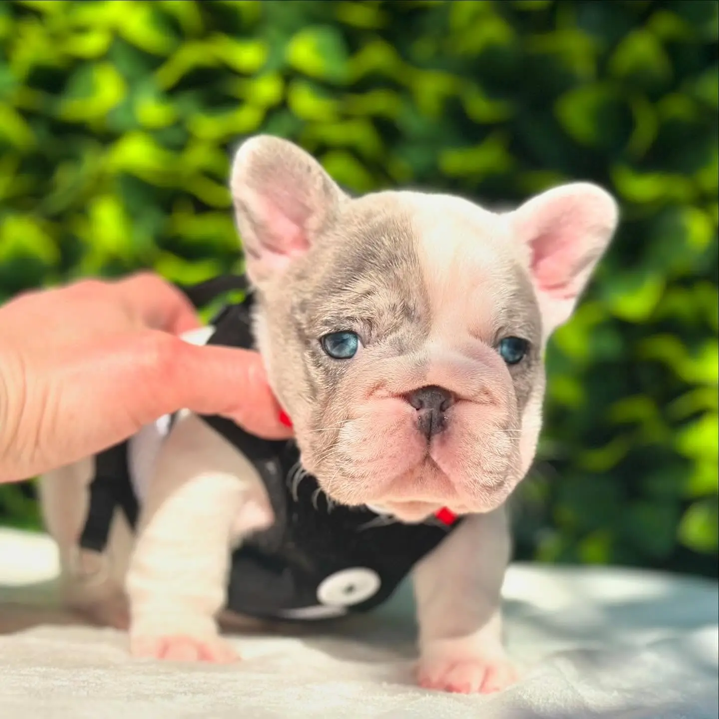 French Bulldog puppy for sale: White and gray French Bulldog puppy with blue eyes in a playful pose