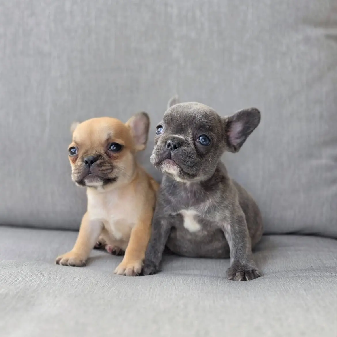 French Bulldog puppy for sale: Two French Bulldog puppies sitting on a gray couch