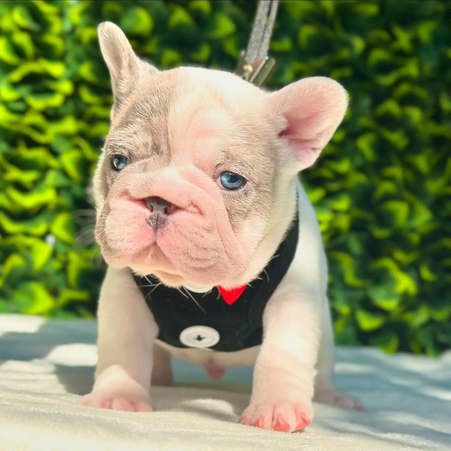 French Bulldog puppy for sale: Cream and gray French Bulldog puppy with blue eyes standing on a surface