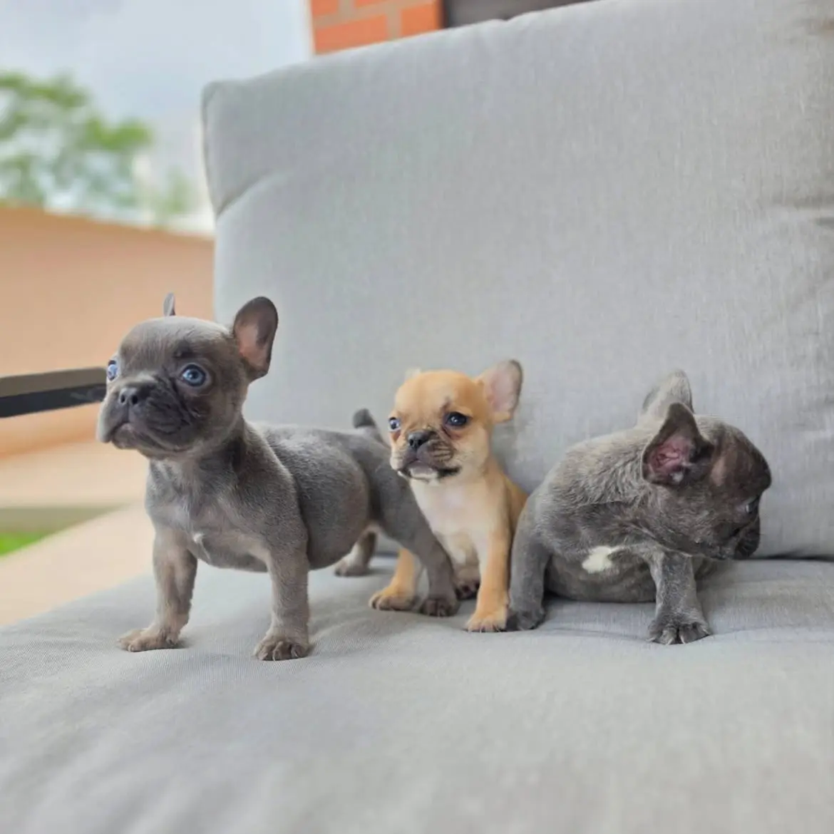 French Bulldog puppy for sale: Three French Bulldog puppies on a gray couch, varying colors and poses