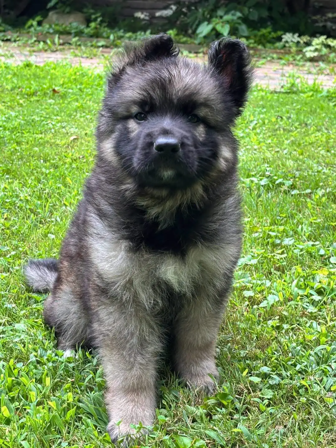 German Shepherd puppy for sale: Fluffy brown and black puppy sitting on green grass