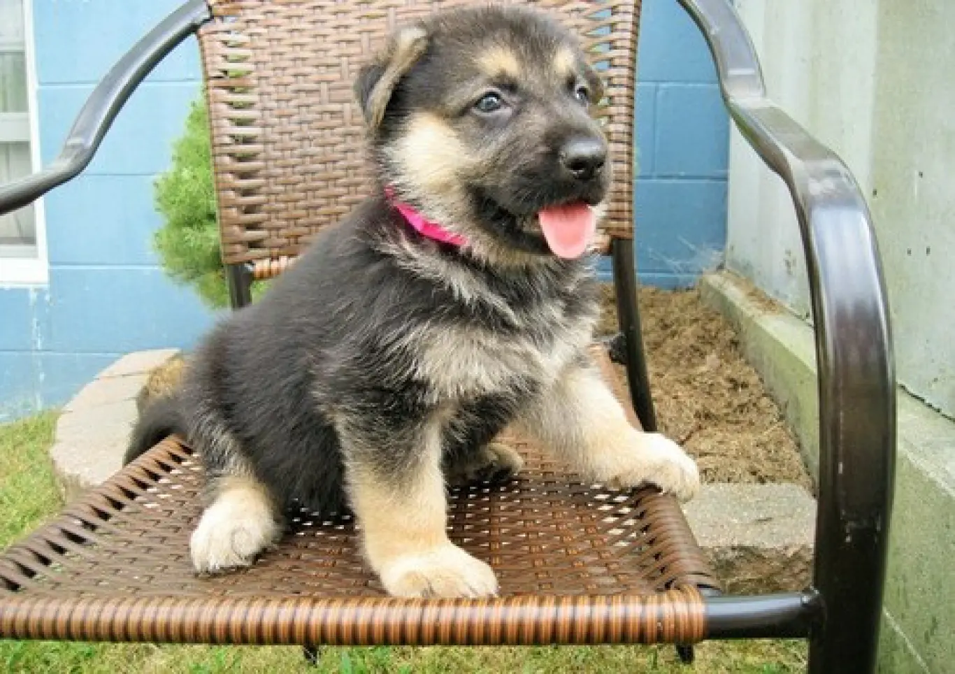 German Shepherd puppy for sale: Black and tan German Shepherd puppy sitting on a chair