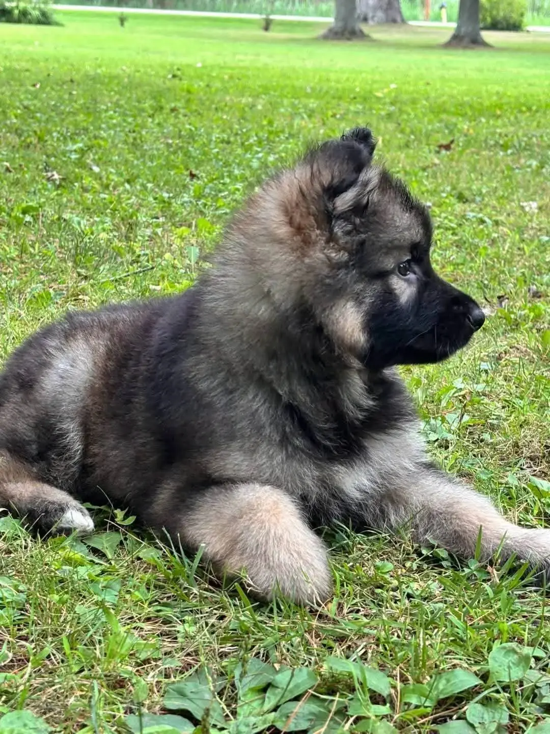 German Shepherd puppy for sale: Fluffy brown and black puppy lying on green grass