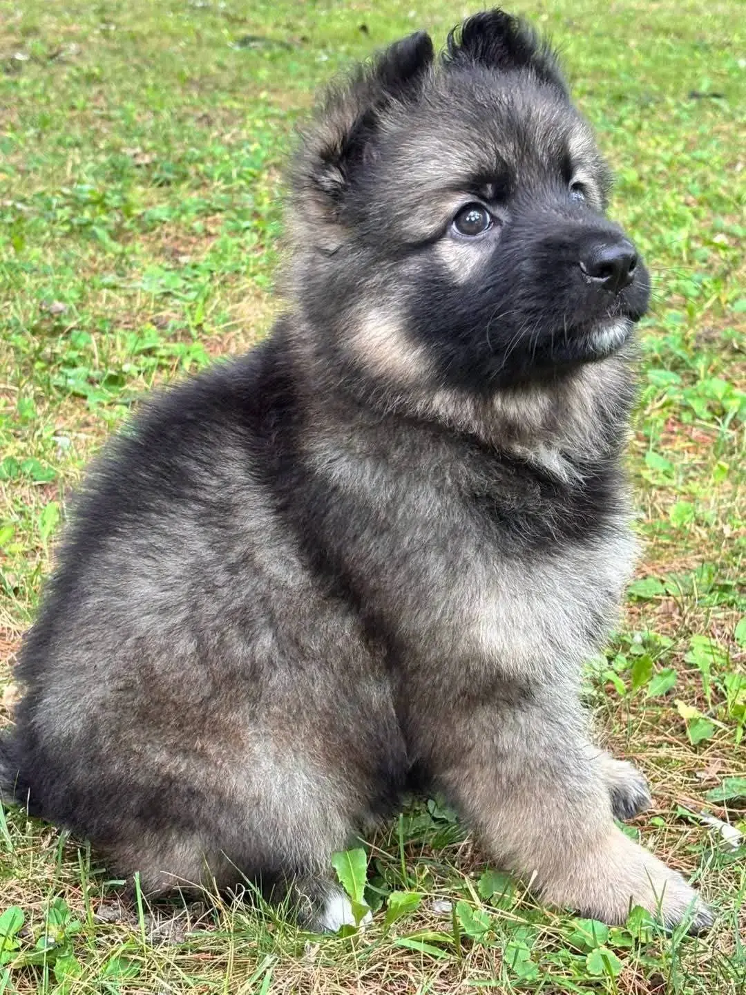 German Shepherd puppy for sale: Fluffy gray and black puppy sitting on green grass