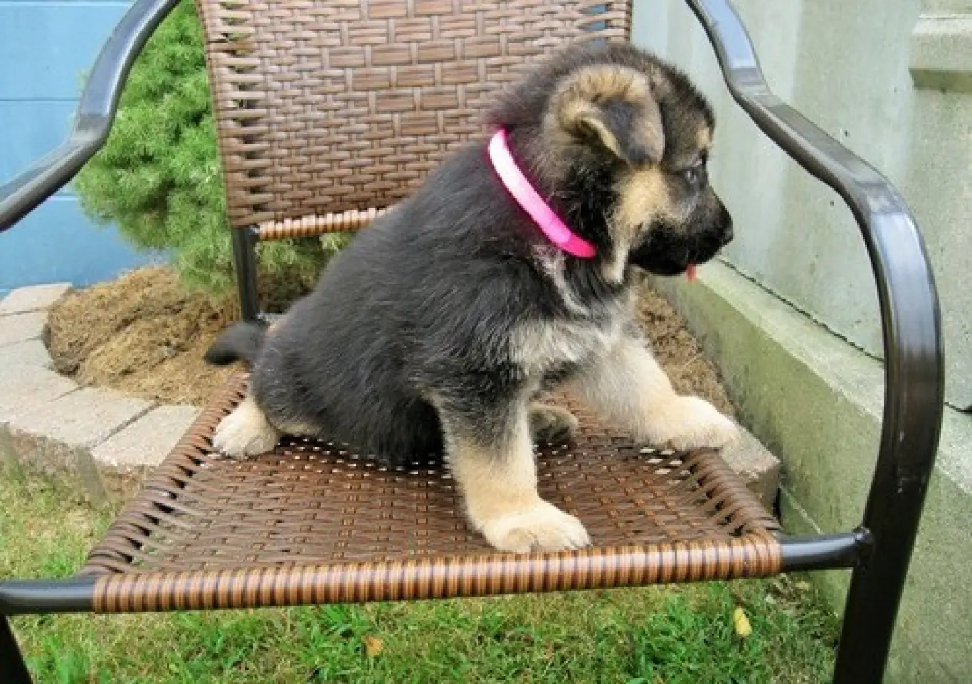 German Shepherd puppy for sale: Fluffy black and tan German Shepherd puppy sitting on a chair