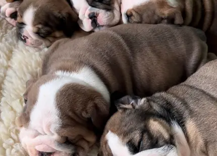 English Bulldog puppy for sale: Six sleeping Bulldog puppies with brindle and white coats