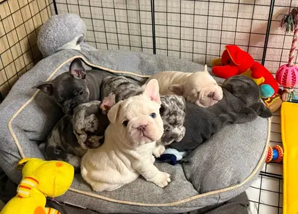 French Bulldog puppy for sale: Six French Bulldog puppies cuddling in a cozy bed
