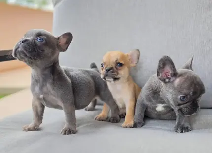 French Bulldog puppy for sale: Three French Bulldog puppies on a gray couch