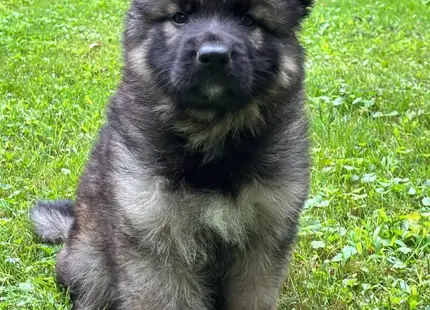 German Shepherd puppy for sale: Fluffy brown and black puppy sitting on green grass