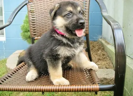 German Shepherd puppy for sale: Black and tan German Shepherd puppy sitting on a chair