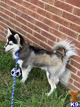 Mixed Breed stud dog