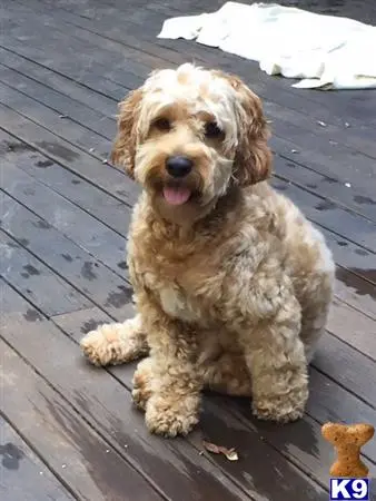 Cockapoos stud dog