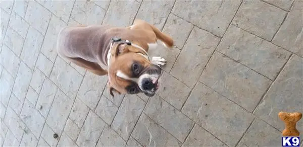 Boxer stud dog