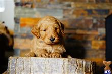 goldendoodles puppy posted by luba123