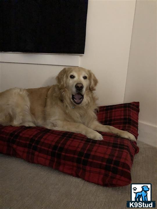 a golden retriever dog lying on a couch