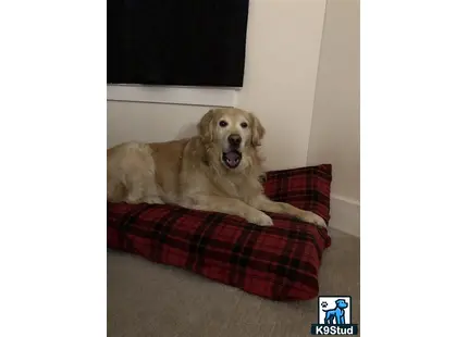 a golden retriever dog lying on a couch