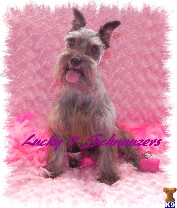lucky7schnauzers Picture 1