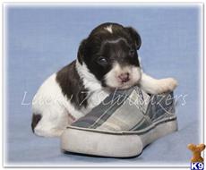 miniature schnauzer puppy posted by lucky7schnauzers