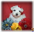 miniature schnauzer puppy posted by lucky7schnauzers
