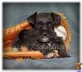 miniature schnauzer puppy posted by lucky7schnauzers