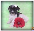 miniature schnauzer puppy posted by lucky7schnauzers
