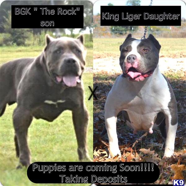 american pit bull puppy posted by lucky_bb_2004