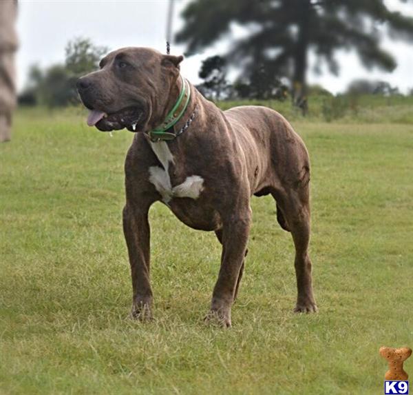 American Pit Bull dog