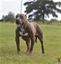 American Pit Bull