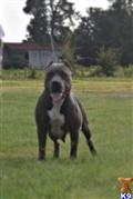 american pit bull puppy posted by lucky_bb_2004
