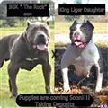 american pit bull puppy posted by lucky_bb_2004