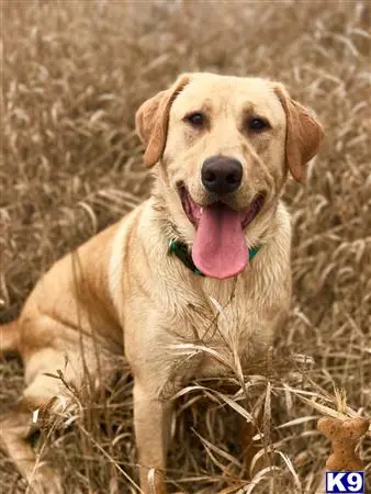 Labrador Retriever stud dog