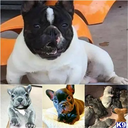 French Bulldog stud dog