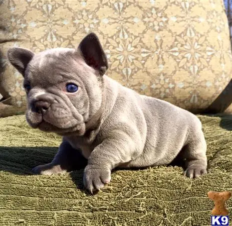 French Bulldog stud dog