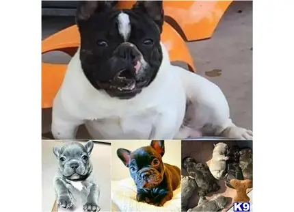 a collage of a french bulldog dog