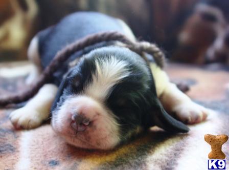 English Springer Spaniel