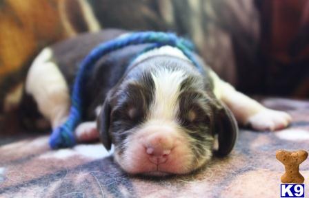 English Springer Spaniel