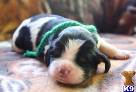 English Springer Spaniel