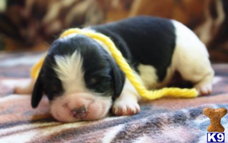 English Springer Spaniel