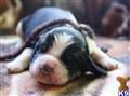 english springer spaniel puppy posted by lucy@springerhillsfarm.com