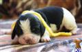 english springer spaniel puppy posted by lucy@springerhillsfarm.com