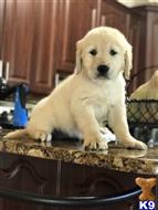 golden retriever puppy posted by lucybeckySE