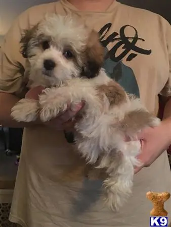 Maltipoo puppy for sale