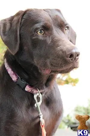 Labrador Retriever female dog