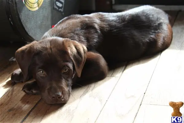 Labrador Retriever female dog